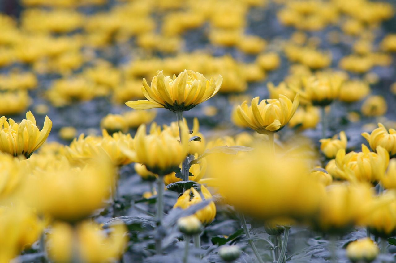 Close-up of yellow flowering plants on field