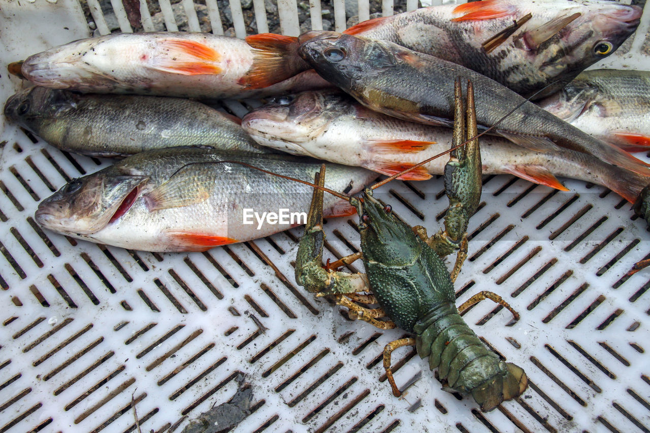 High angle view of seafood in basket