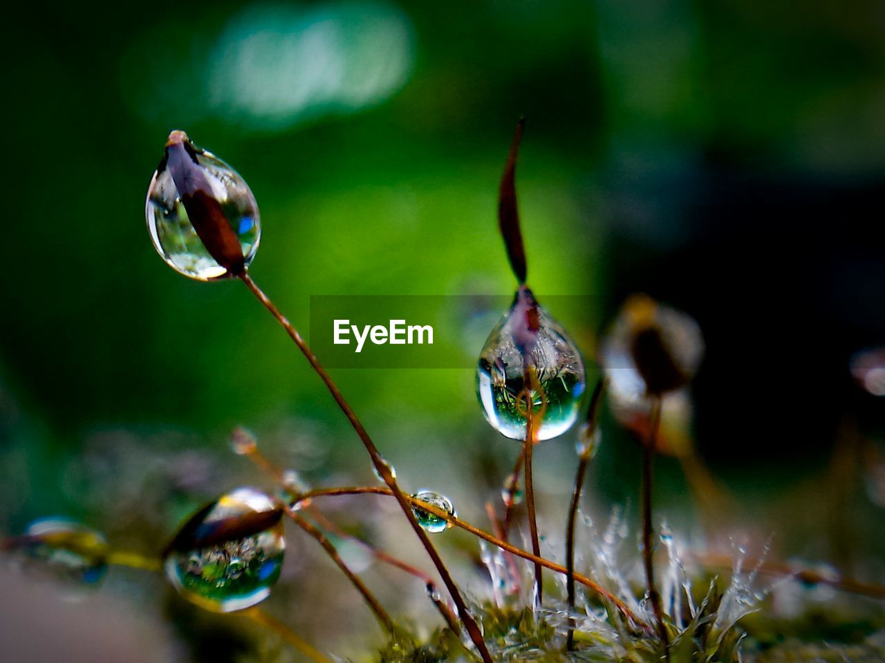 CLOSE-UP OF WATER DROPS ON FLOWER AGAINST BLURRED BACKGROUND