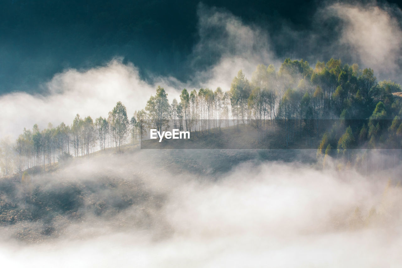 PANORAMIC VIEW OF TREES AGAINST SKY