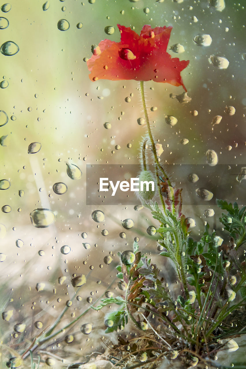 CLOSE-UP OF WET RED FLOWER