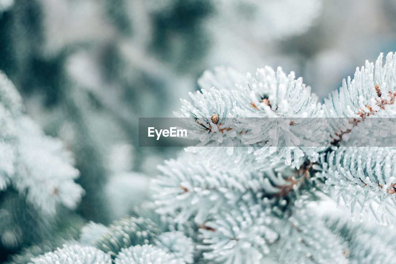 Close-up of frozen pine tree during winter