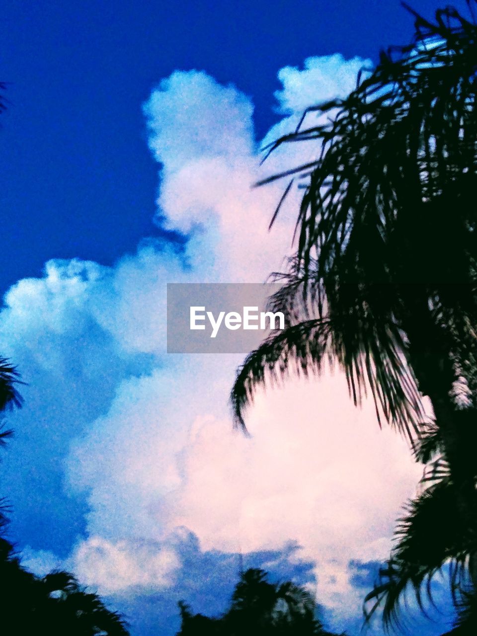 LOW ANGLE VIEW OF SILHOUETTE PALM TREES AGAINST SKY