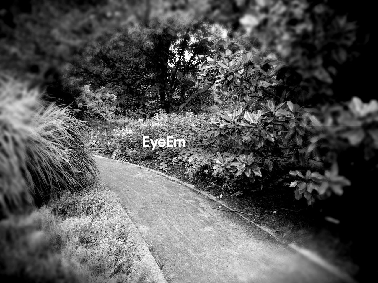 High angle view of road amidst plants