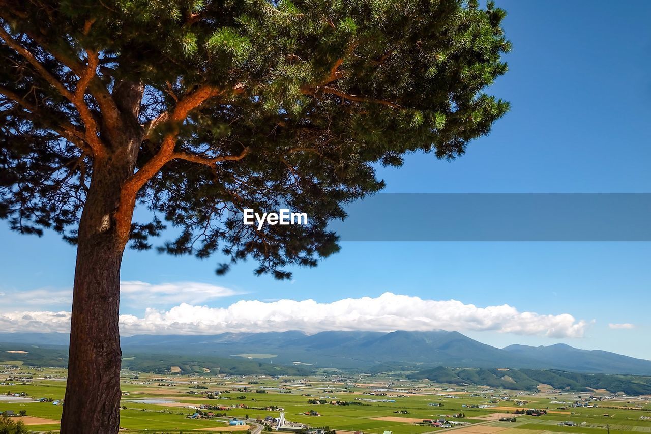 Tree by landscape against sky