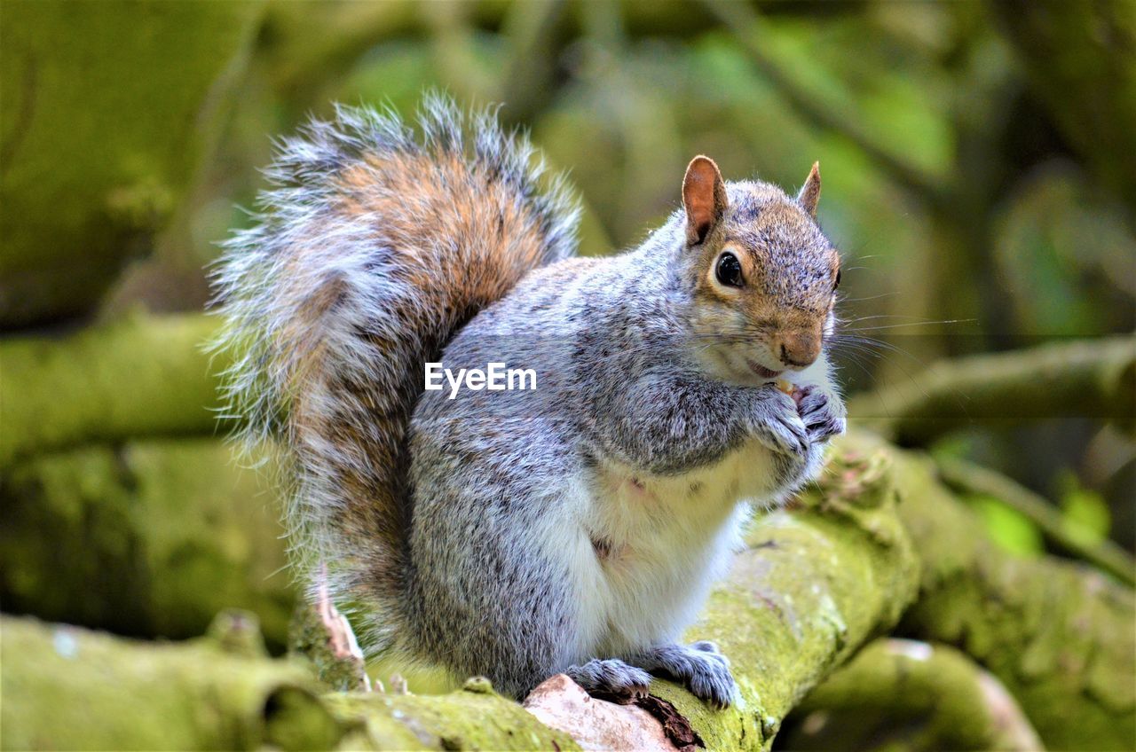 CLOSE-UP OF A SQUIRREL