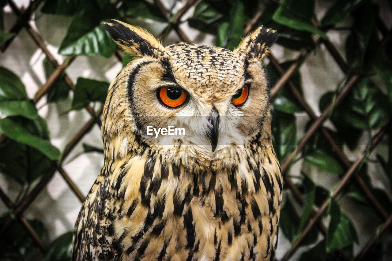 Close-up of owl