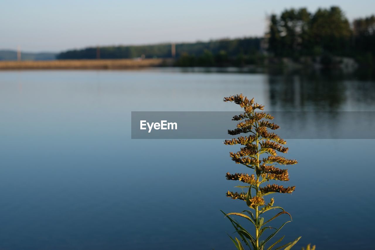 PLANT BY LAKE AGAINST SKY