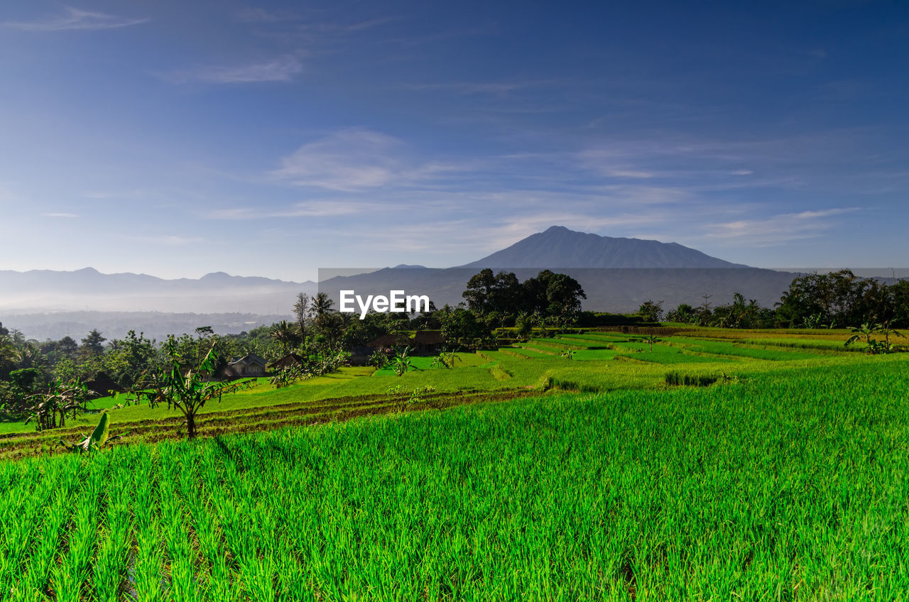SCENIC VIEW OF RICE PADDY AGAINST SKY