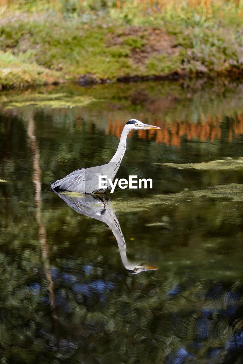 Gray heron swimming in lake