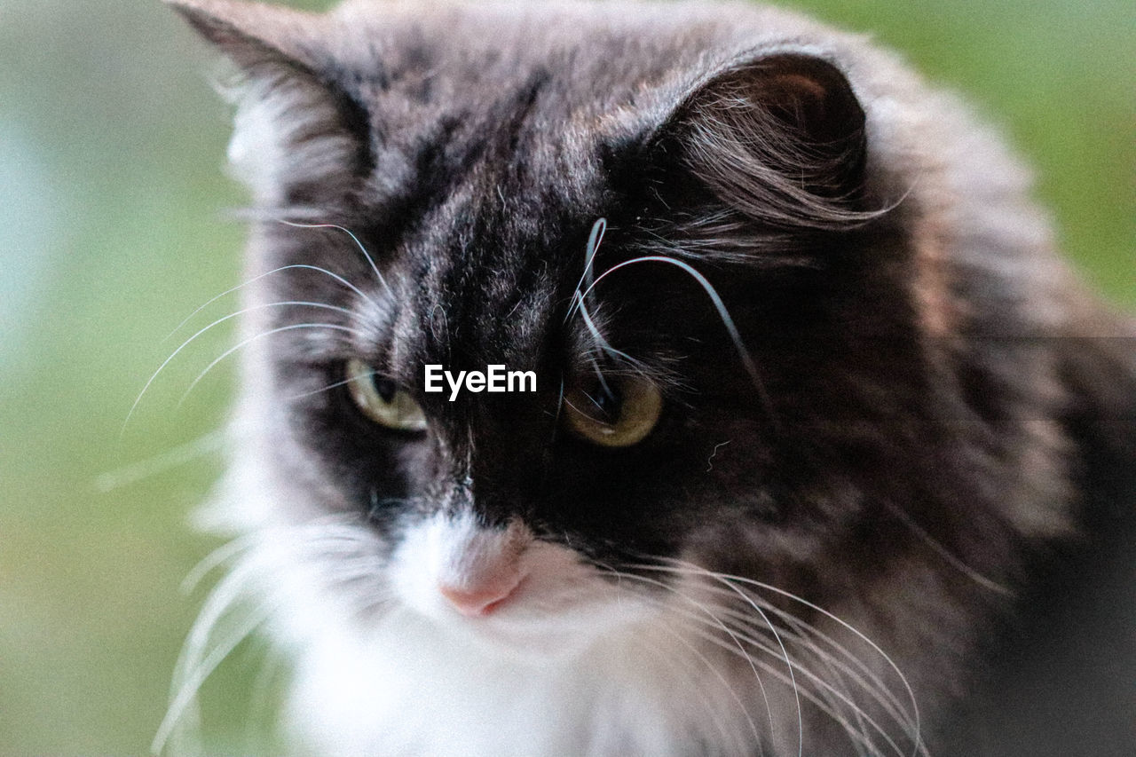 Close-up portrait of a cat