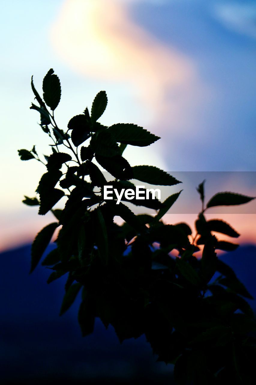 LOW ANGLE VIEW OF FLOWERS AGAINST SKY