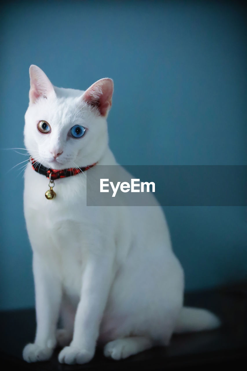 Portrait of white cat at home