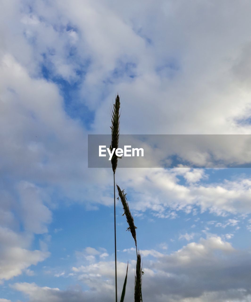 sky, cloud, blue, wind, nature, low angle view, no people, day, tree, beauty in nature, outdoors, plant, sunlight, growth, mast, tranquility
