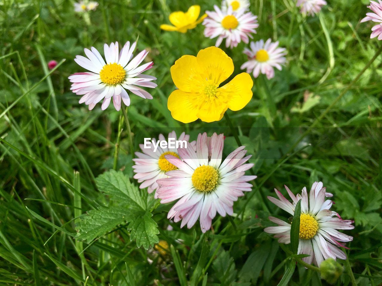 CLOSE-UP OF FLOWERS