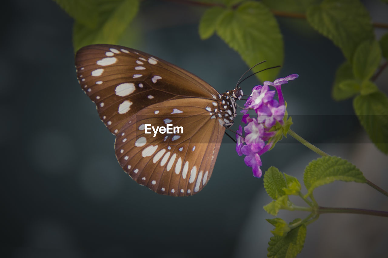 BUTTERFLY POLLINATING ON PURPLE FLOWER