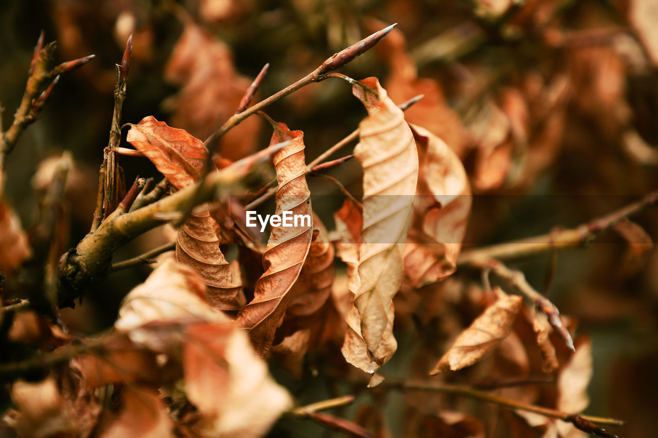 Autumn Beautiful Beautiful Nature Dried Leaves Nature Beauty In Nature Beauty In Nature Beech Close-up Day Dried Garden Hedge Hornbeam Leaf Leaf Vein Leaves Nature No People Outdoors Season  Selective Focus Spring