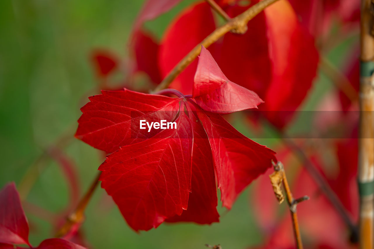 CLOSE-UP OF RED FLOWERING PLANT DURING AUTUMN