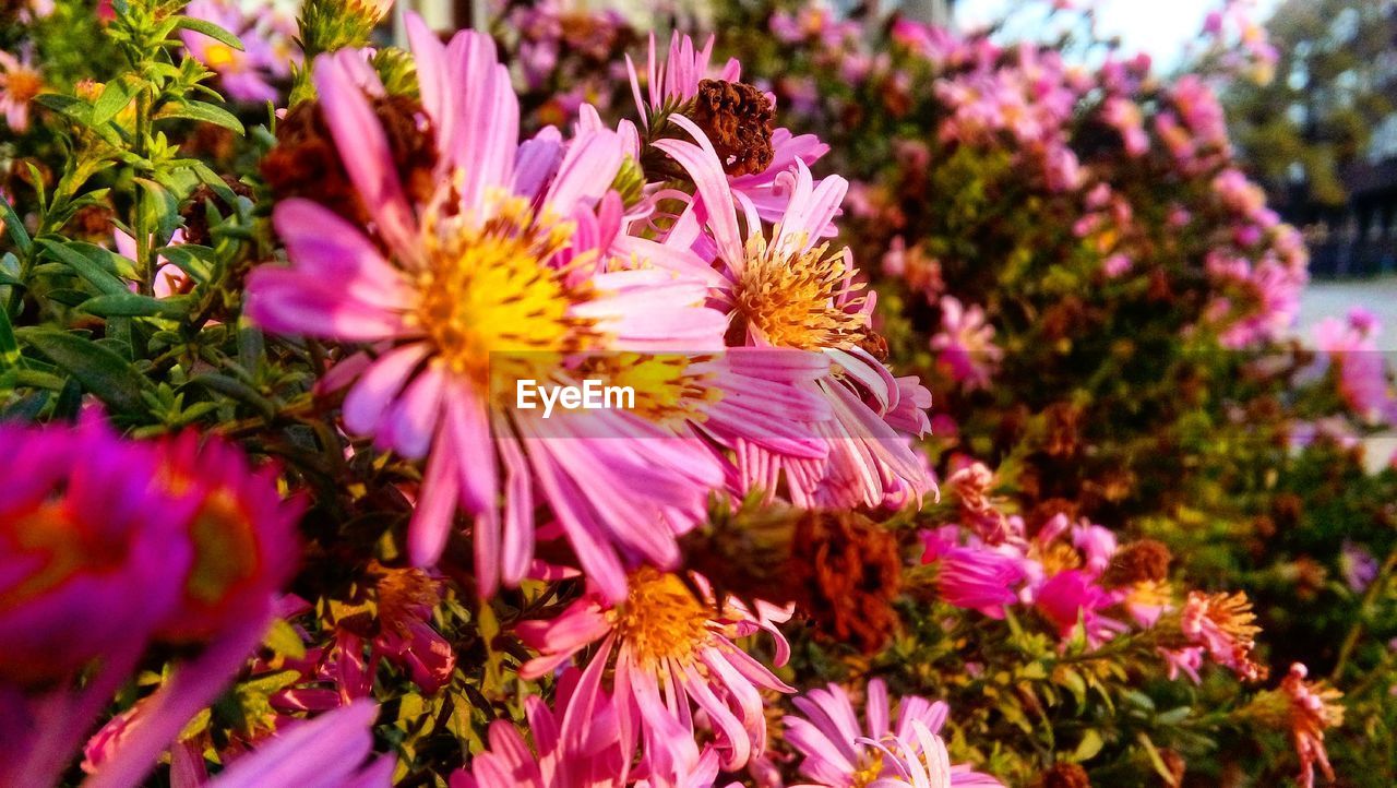 CLOSE-UP OF PINK FLOWERS BLOOMING