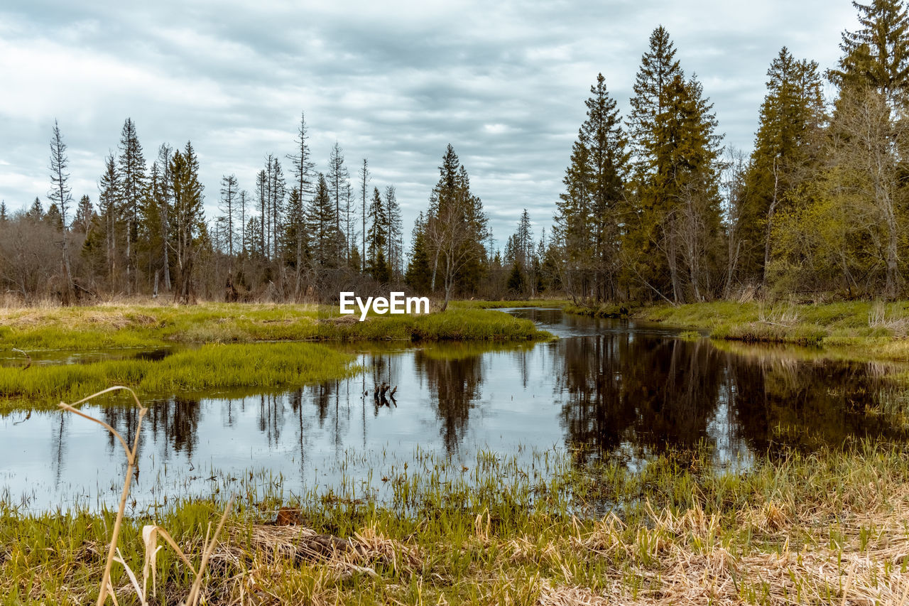 Quiet scene with a river in early spring in the forest. staycation travel concept. cloudy weather