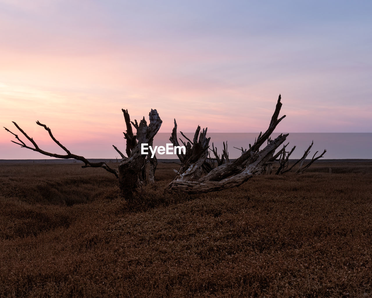 Bare trees on field against sky during sunset