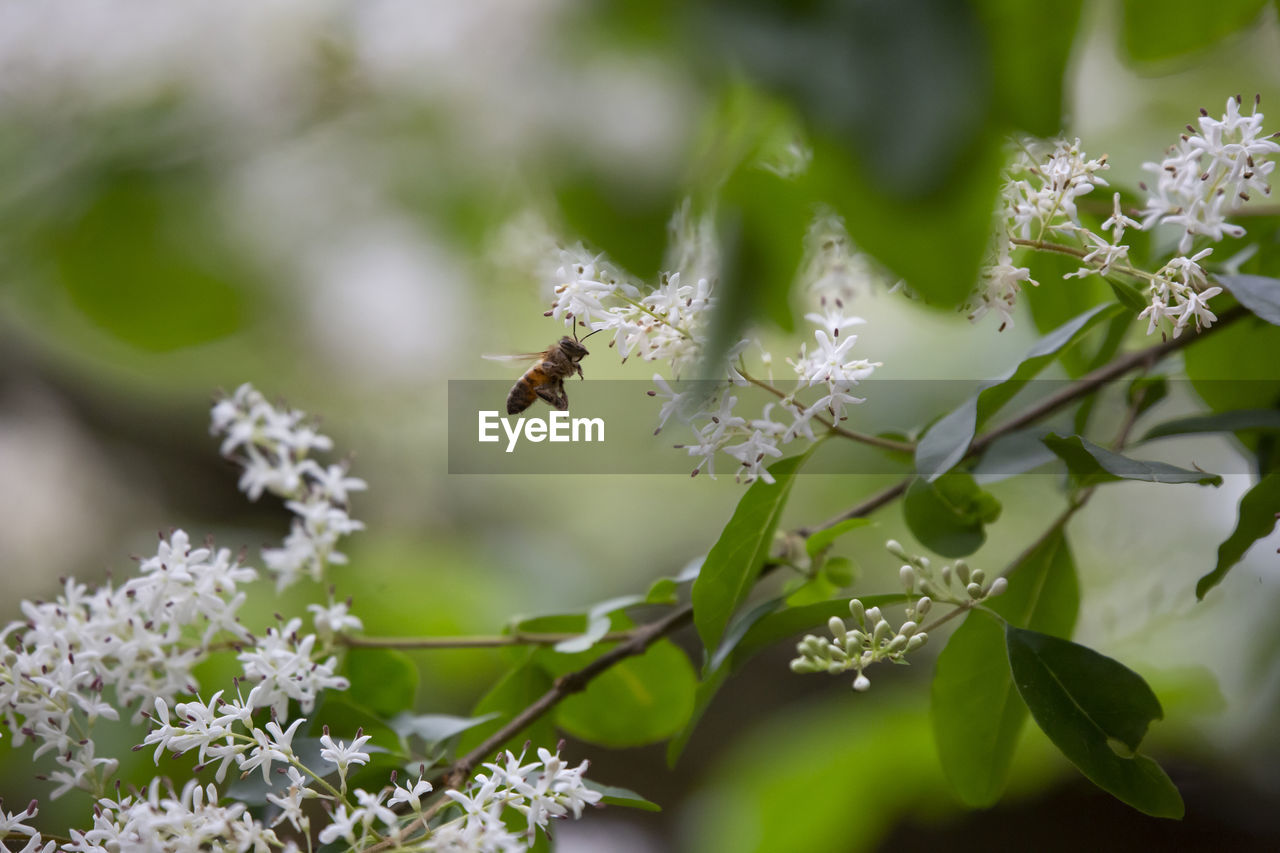 CLOSE-UP OF HONEY BEE POLLINATING ON FLOWER