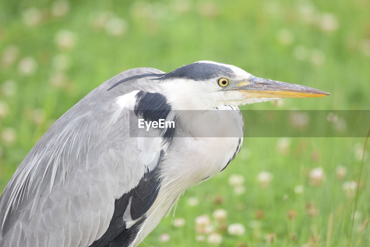 Close-up of gray heron