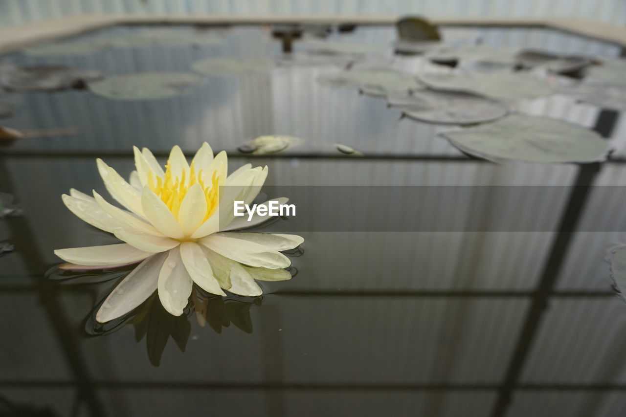 CLOSE-UP OF LOTUS WATER LILY IN LAKE