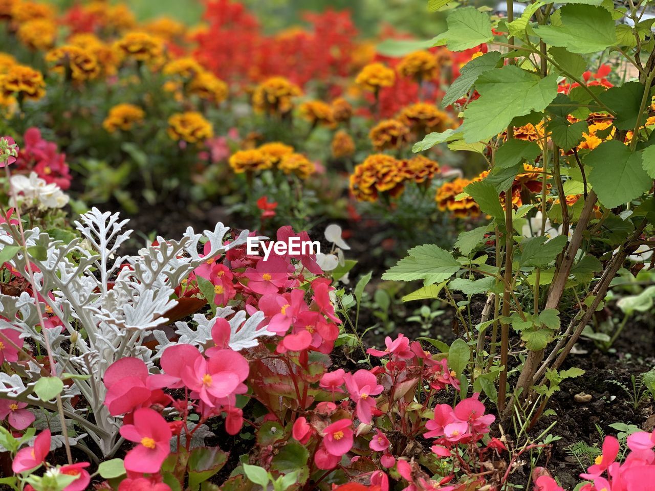 Close-up of pink flowering plants