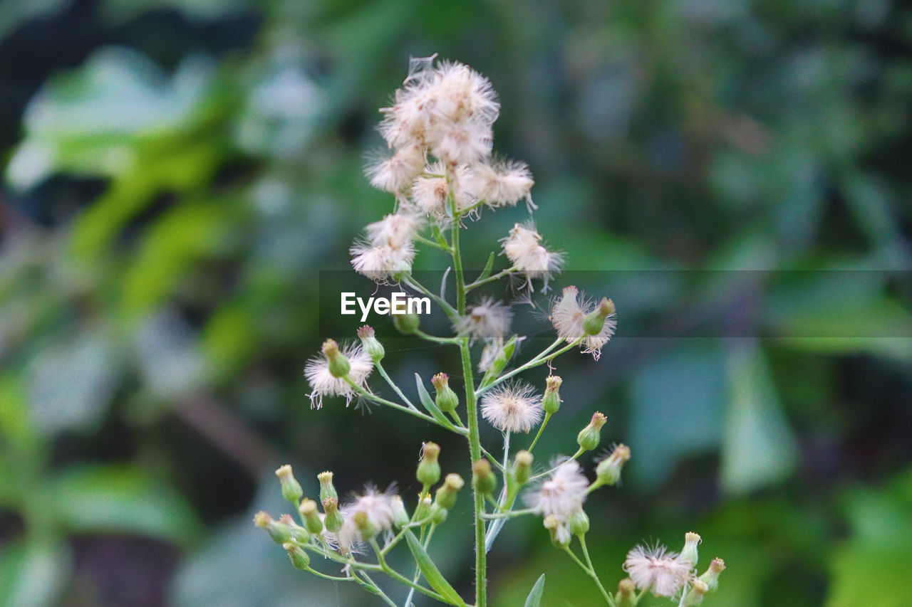 CLOSE-UP OF WHITE FLOWERING PLANT GROWING ON FIELD