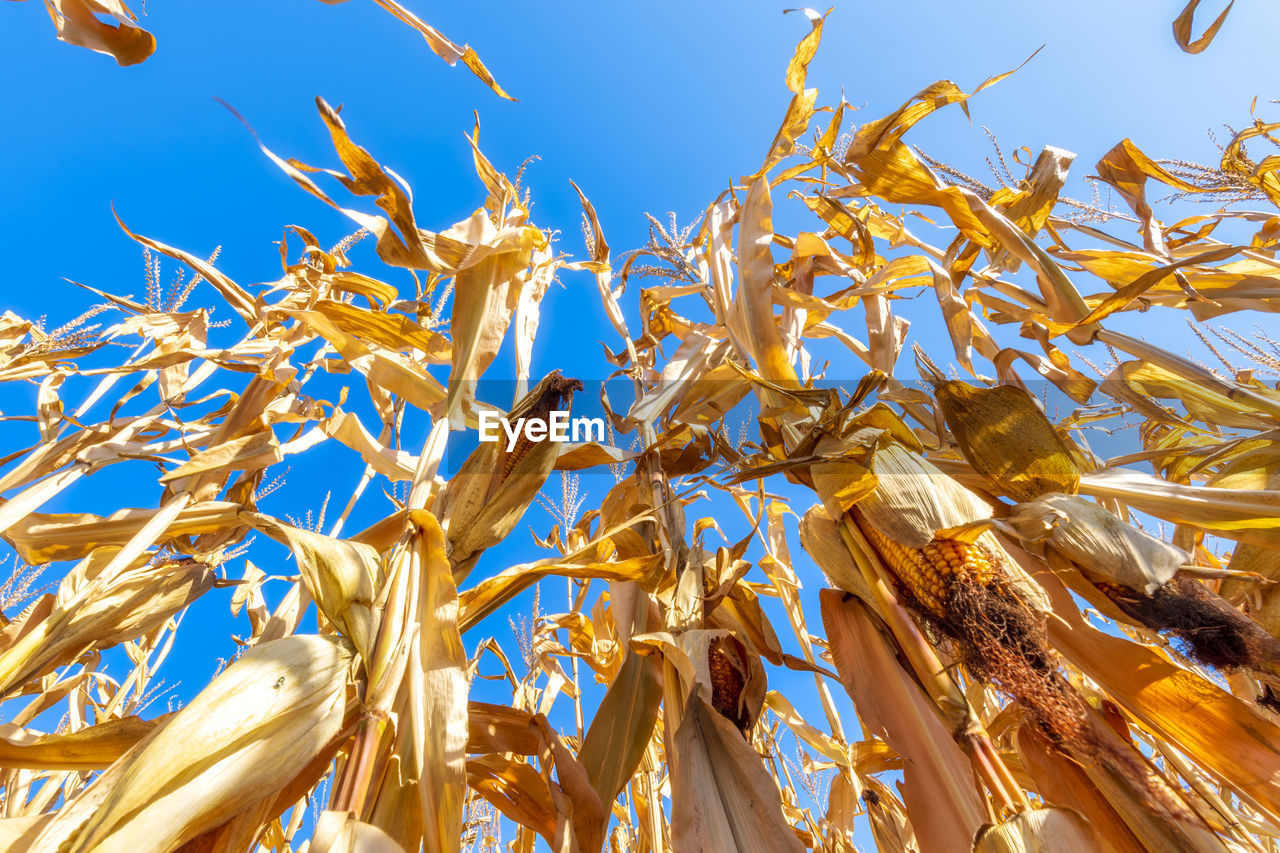 Maize growing in summer field