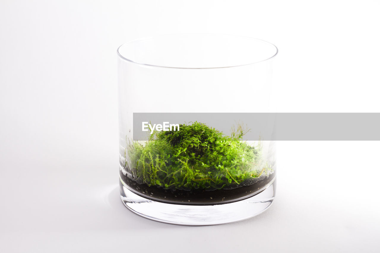 Close up of plant in glass against white background