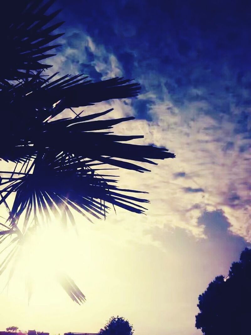 LOW ANGLE VIEW OF SILHOUETTE PALM TREE AGAINST BLUE SKY