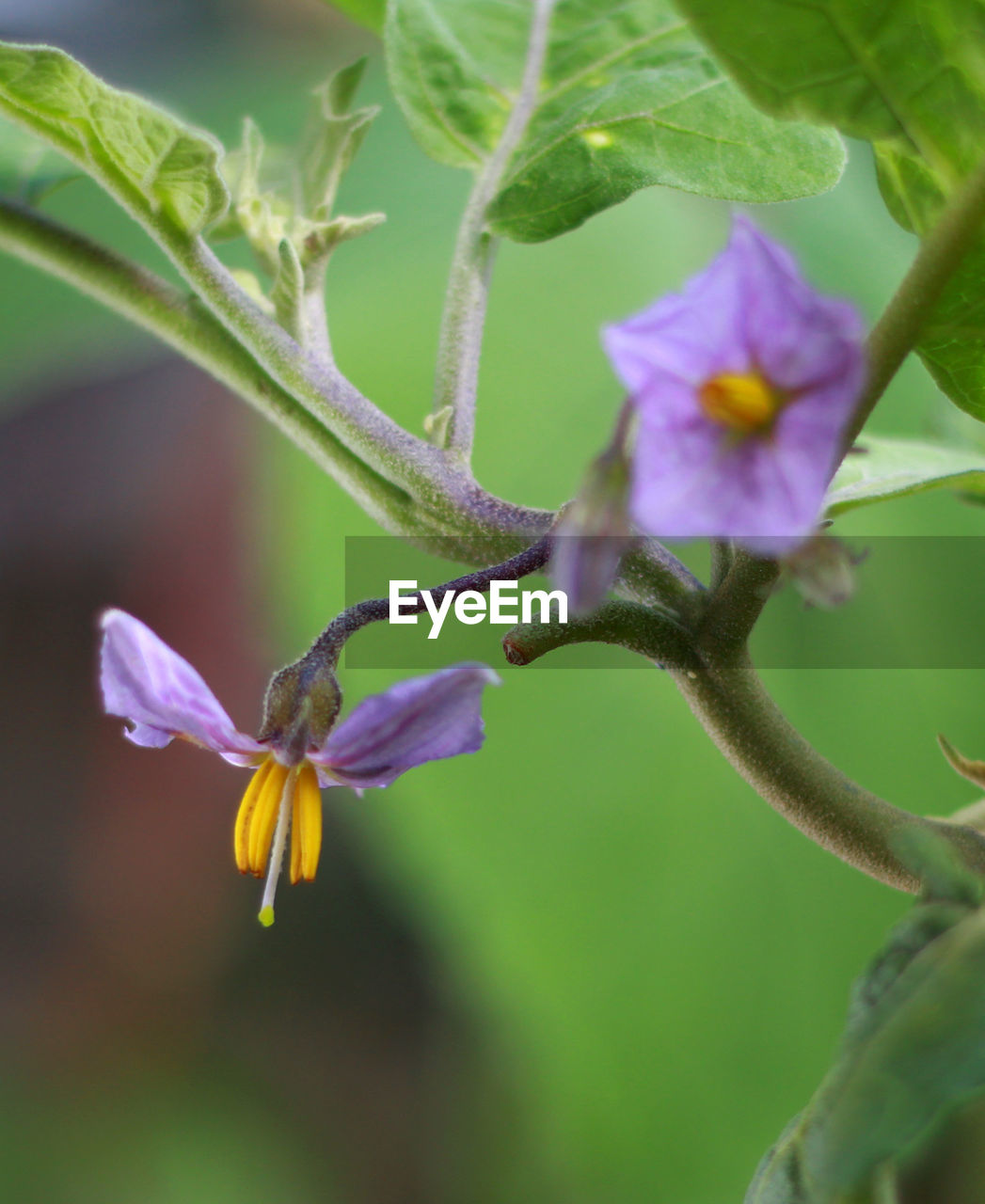 CLOSE-UP OF PURPLE FLOWERS BLOOMING