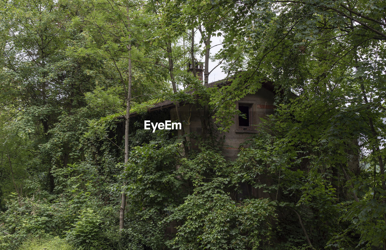 Abandoned house amidst trees