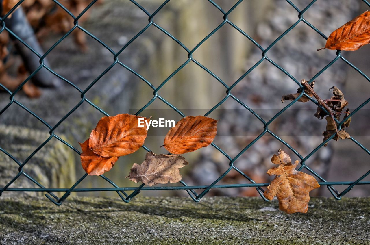 Autumn leaves on chainlink fence