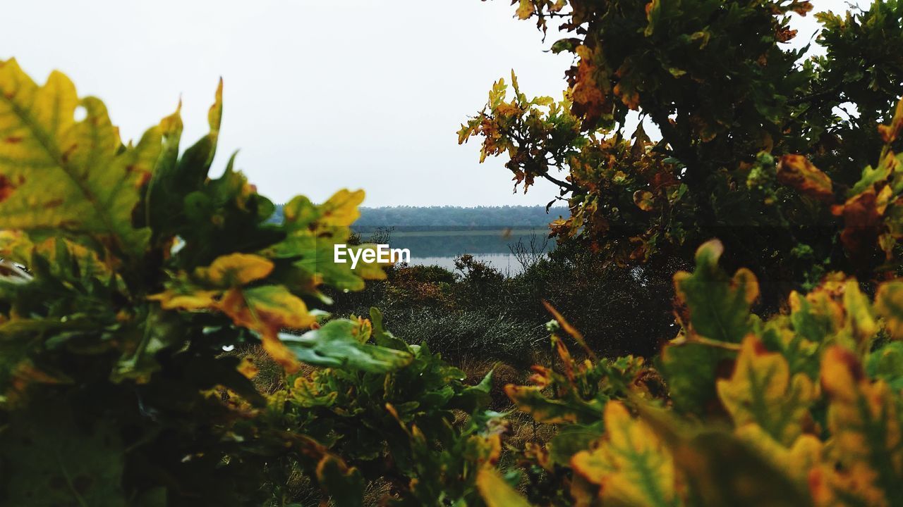 CLOSE-UP OF PLANTS AGAINST SEA AND TREES
