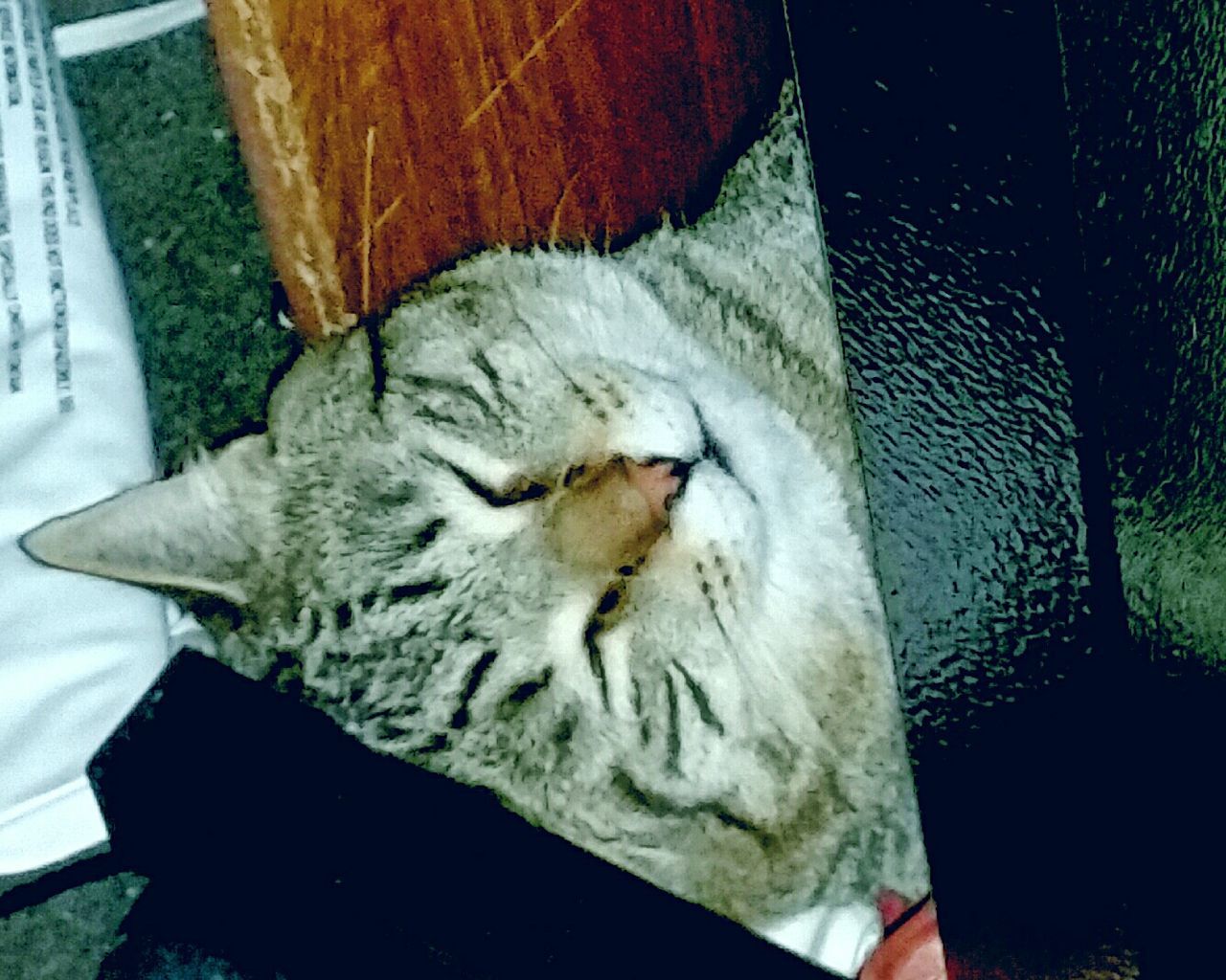 CLOSE-UP OF CAT LOOKING UP
