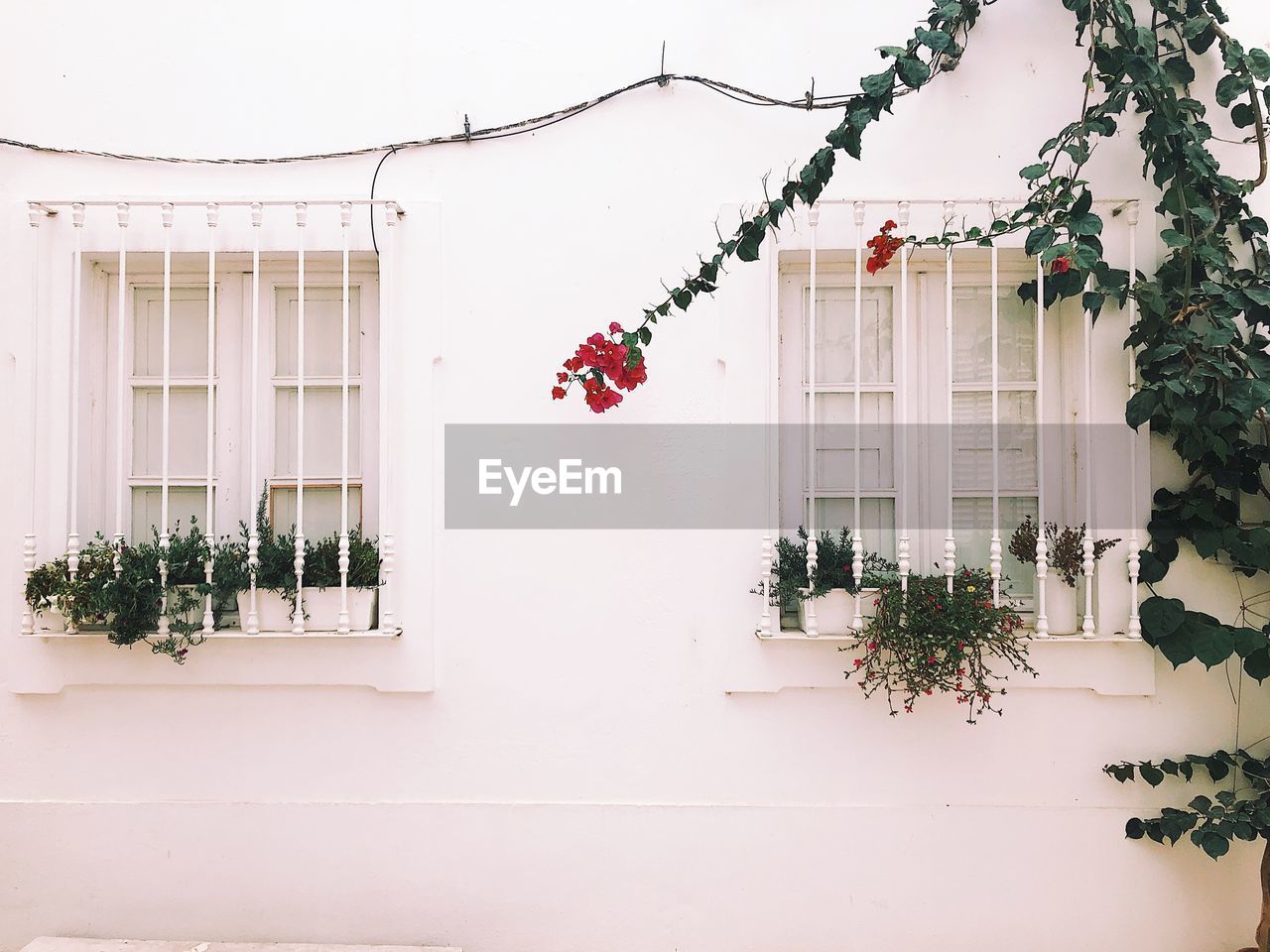 POTTED PLANTS ON WINDOW OF WHITE BUILDING