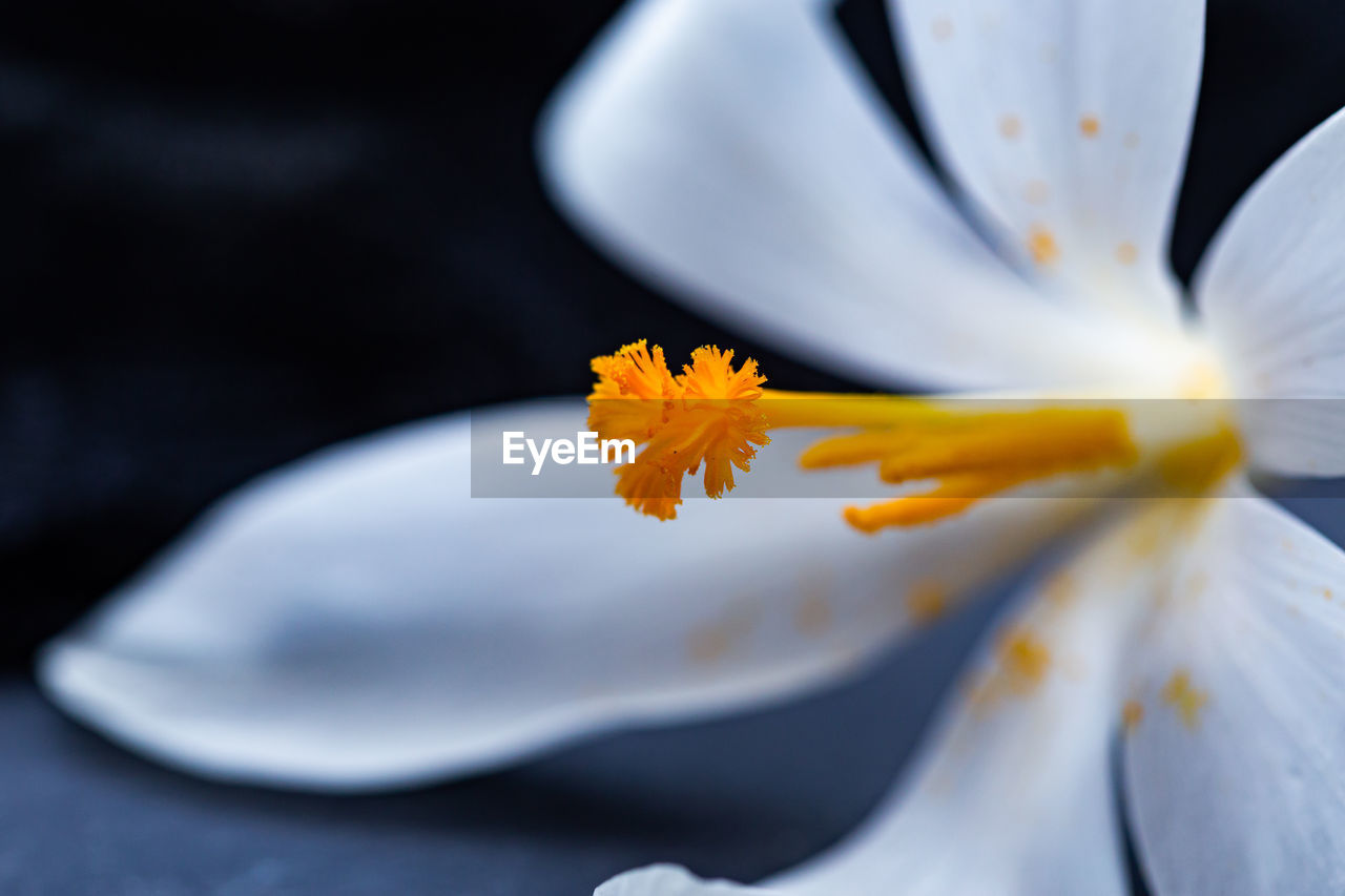 Close-up of white flowering plant