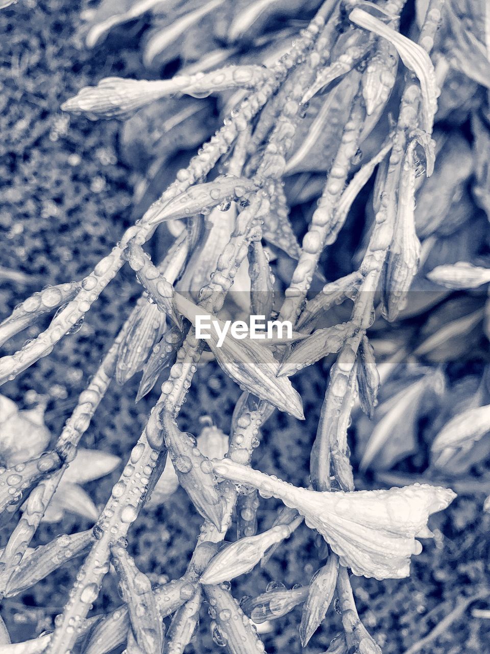 CLOSE-UP OF FROZEN PLANTS