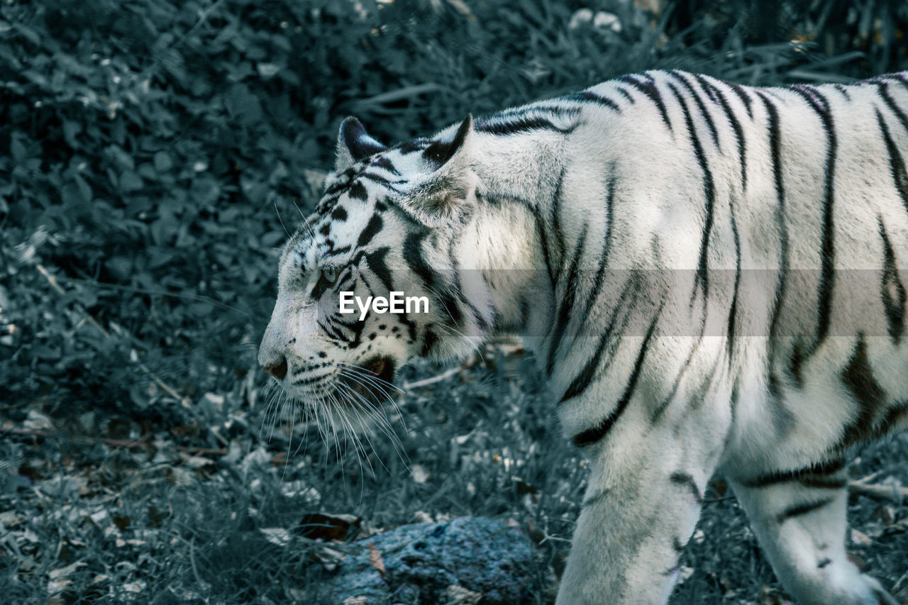 FULL FRAME SHOT OF A CAT DRINKING FROM A ZOO