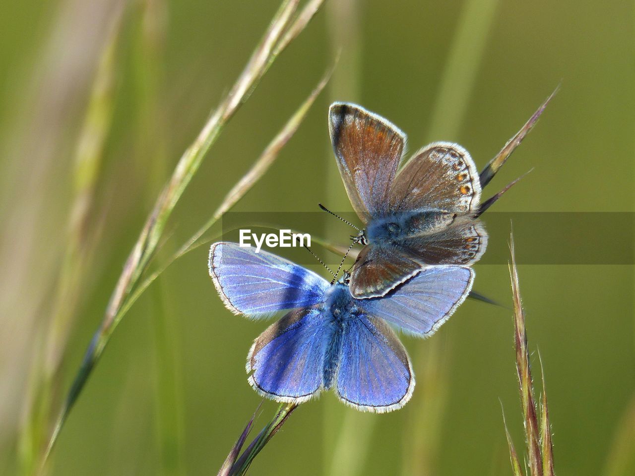 BUTTERFLY ON PURPLE FLOWER