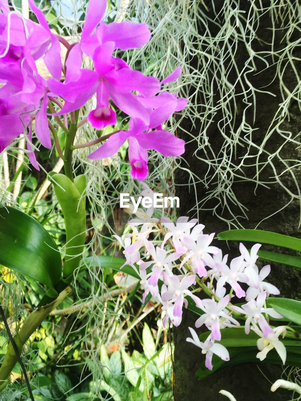 CLOSE-UP OF PURPLE FLOWERS GROWING OUTDOORS