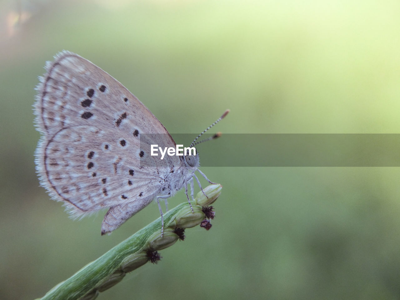 Close-up of butterfly pollinating flower