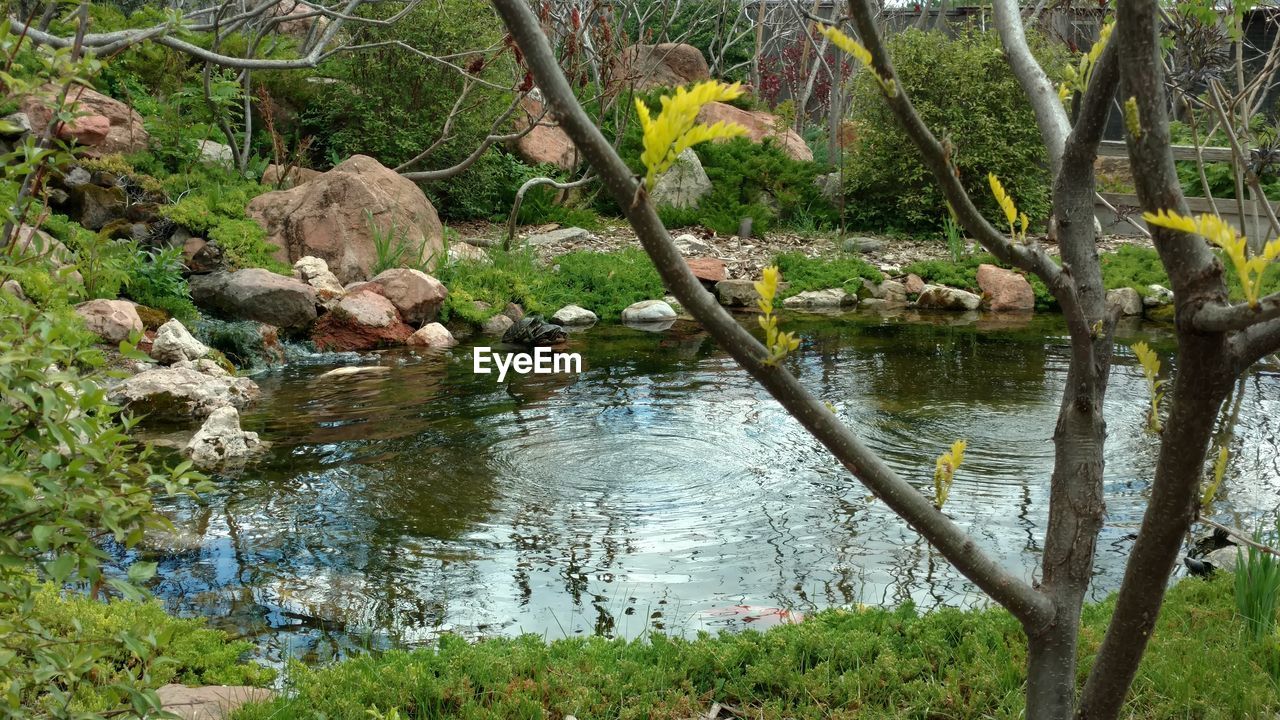 nature, water, tree, no people, outdoors, tranquility, day, beauty in nature, tranquil scene, scenics, lake, grass, branch, animal themes