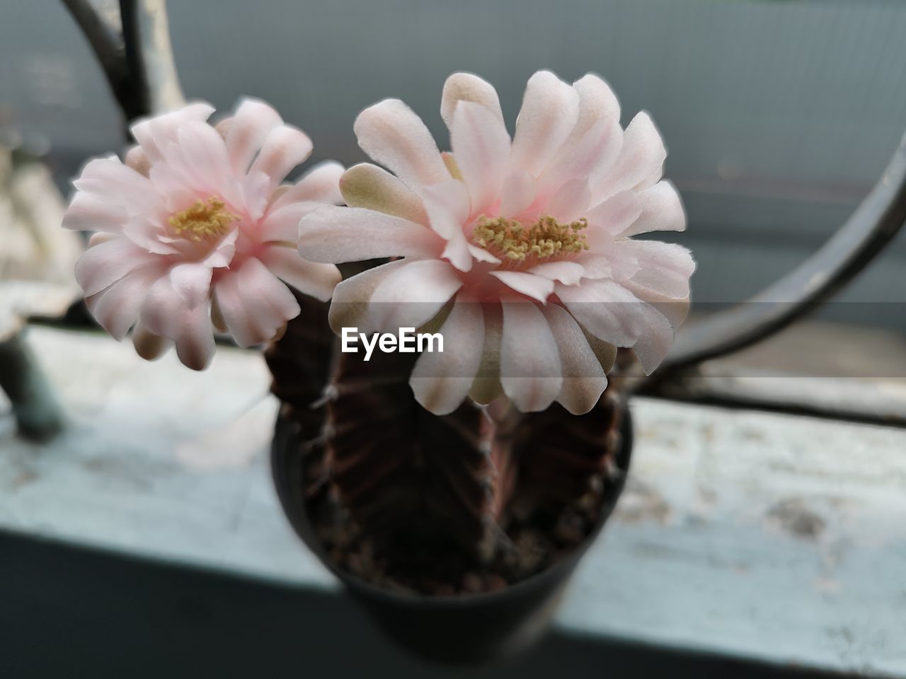 CLOSE-UP OF WHITE FLOWERS