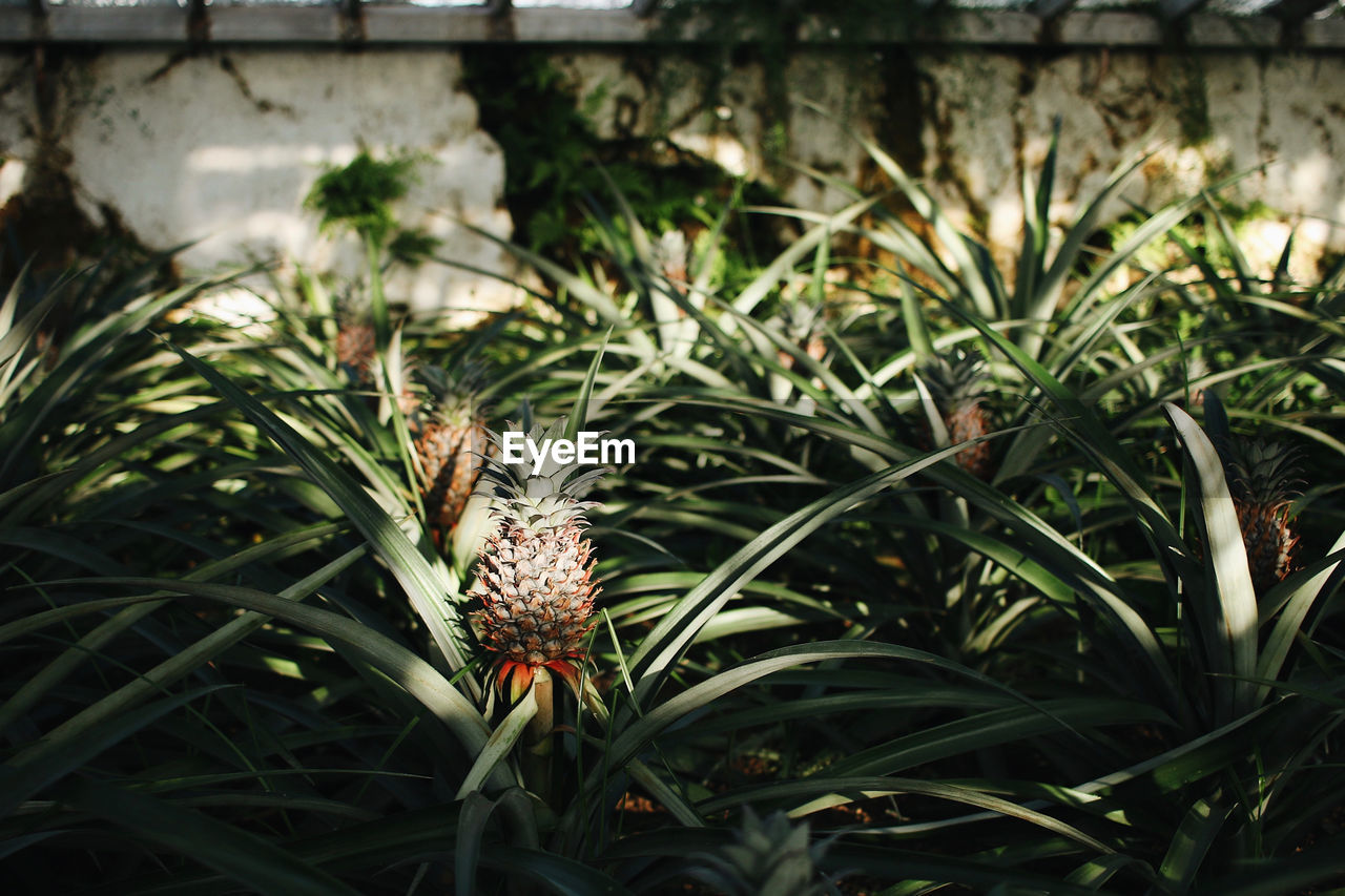 Close-up of plants growing on field