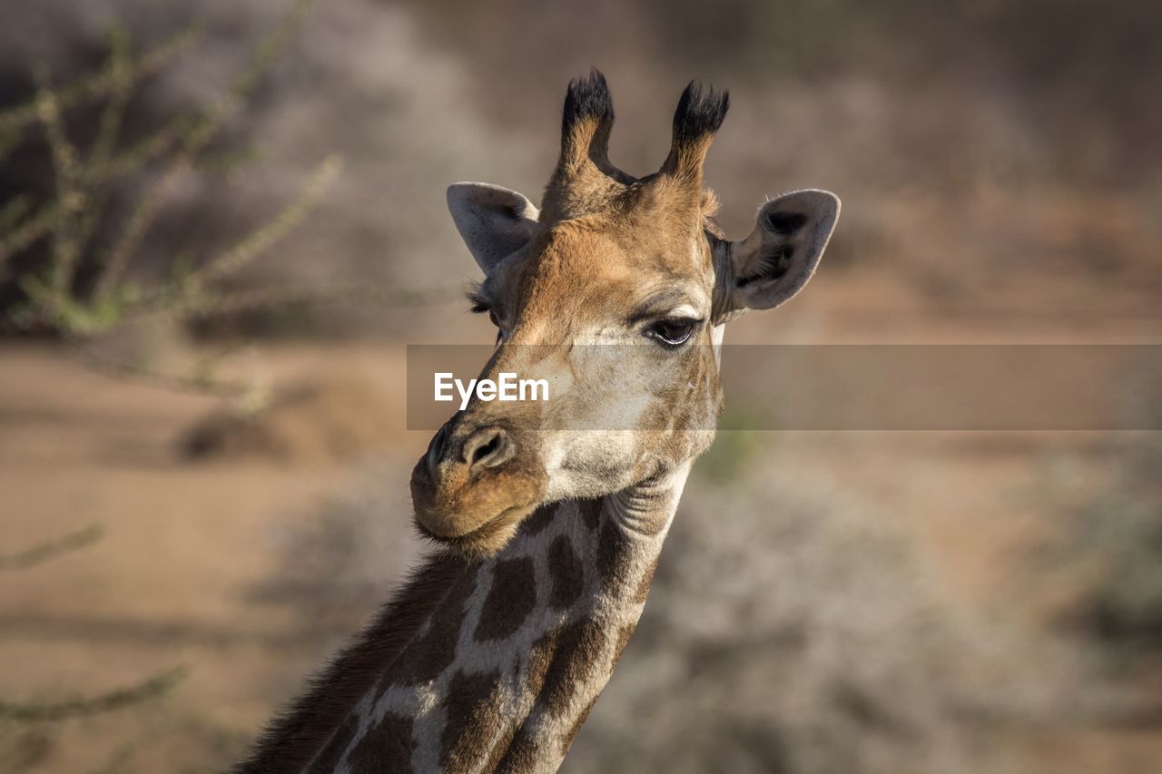 Close-up of giraffe on field