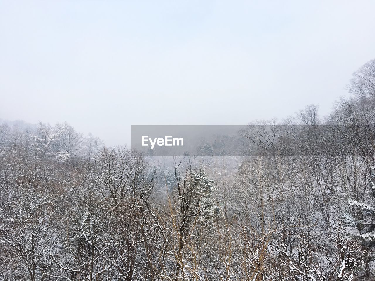 BARE TREES ON SNOW COVERED LANDSCAPE